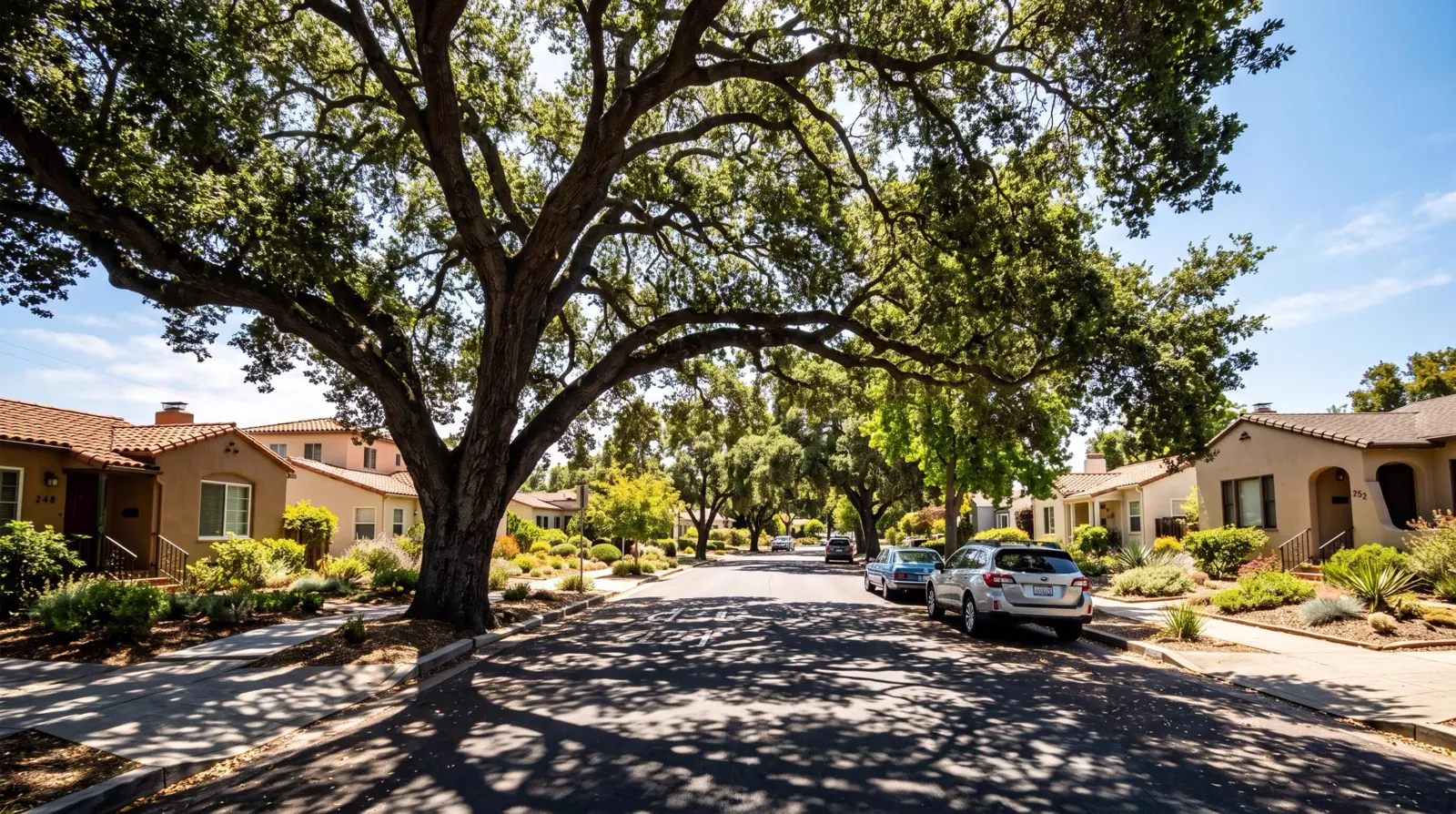 Mature oak canopy shading a quiet residential street