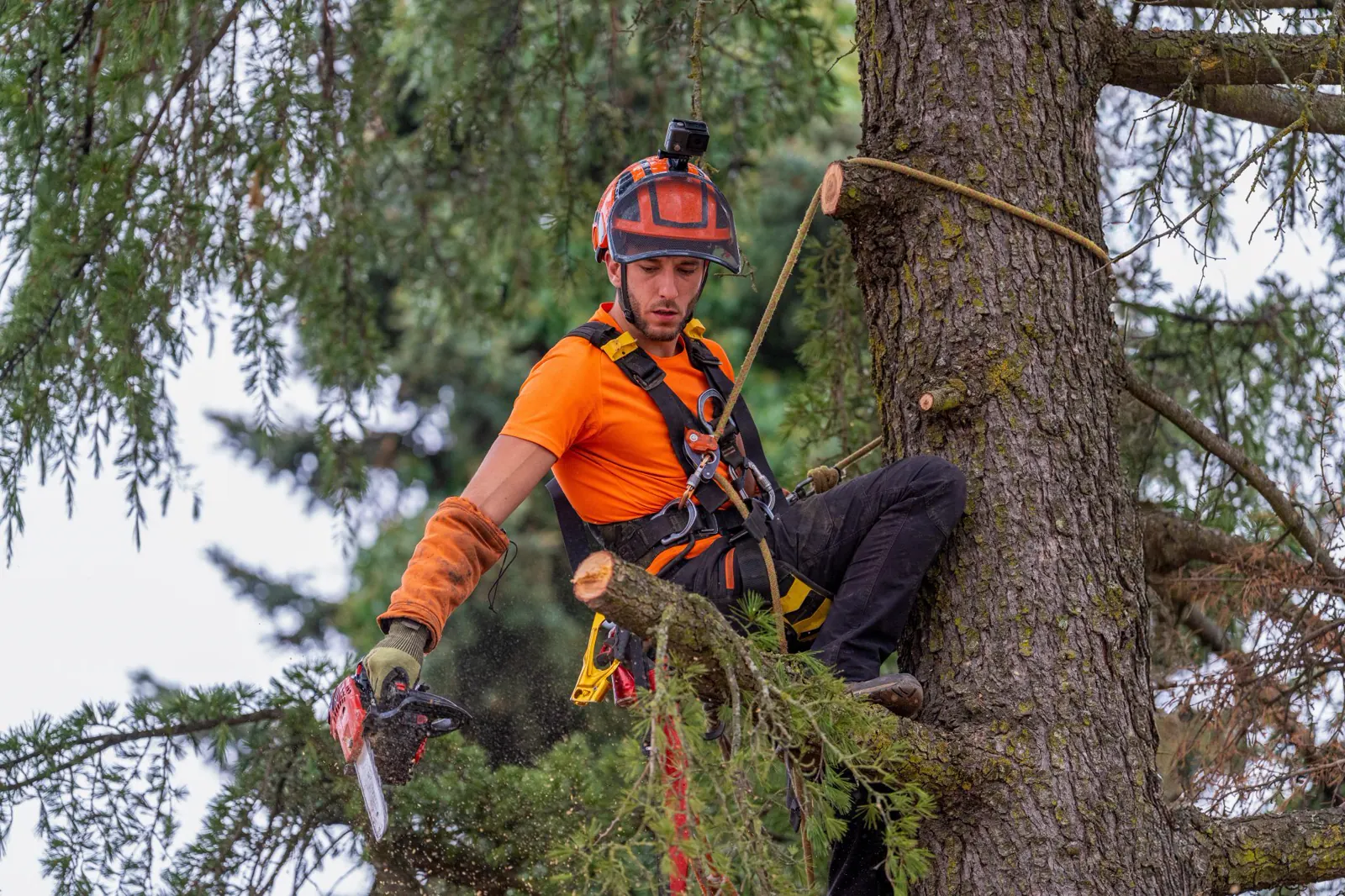 Arborist sectioning down a tall pine