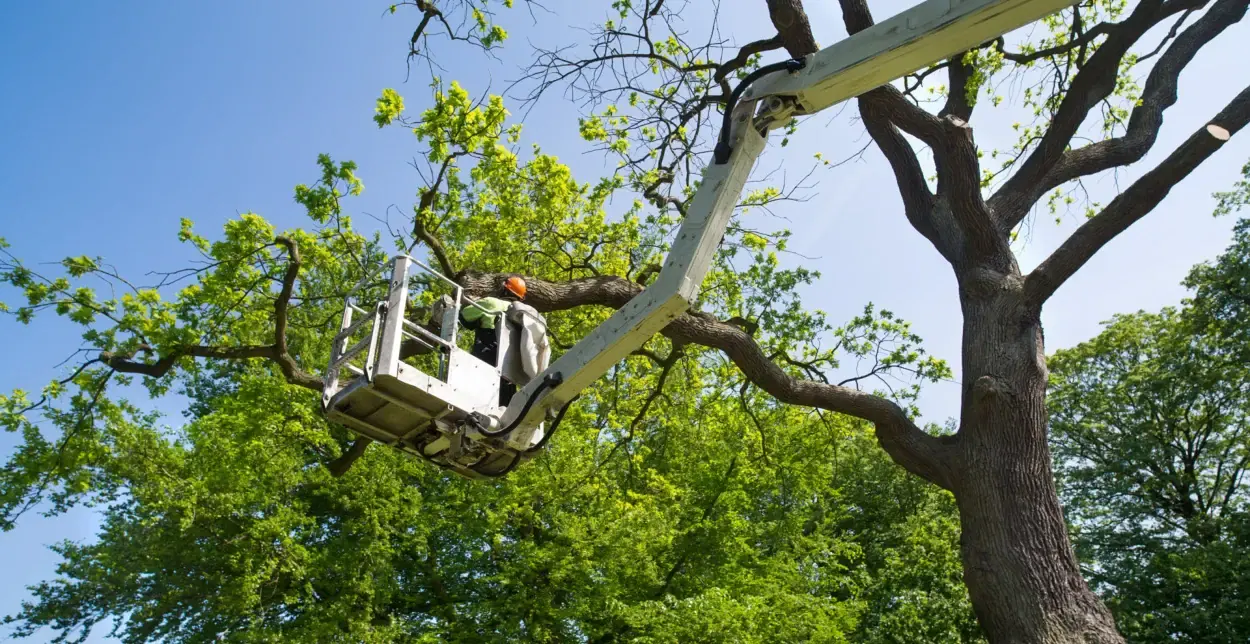 Lift bucket pruning an oak crown